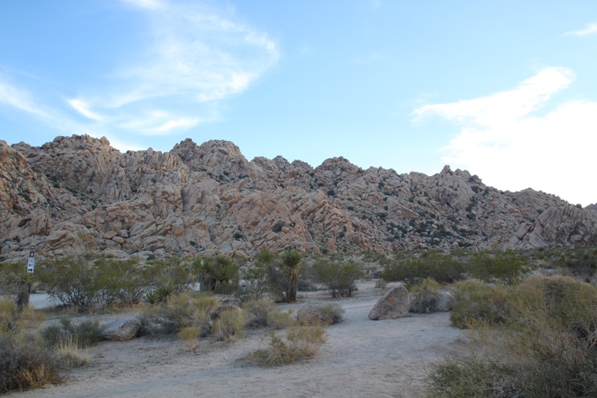 Joshua Tree